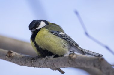 dalı (parus büyük büyük baştankara)