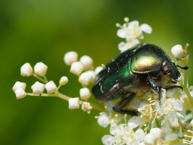 bir çiçek üzerinde Chafer böceği