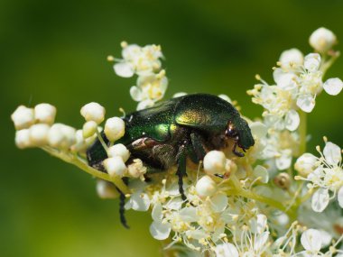 bir çiçek üzerinde Chafer böceği