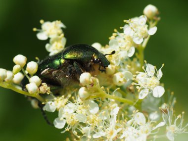 bir çiçek üzerinde Chafer böceği