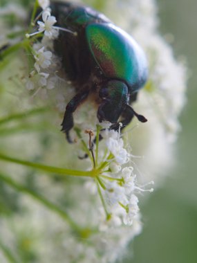 bir çiçek üzerinde Chafer böceği