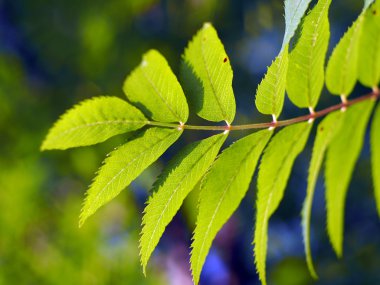 Dağ kül yaprakları