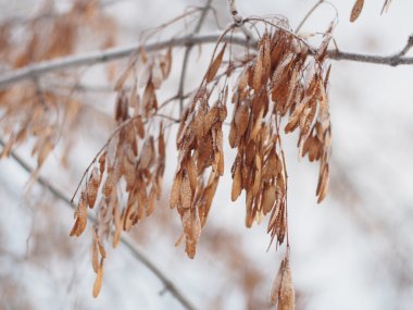 Ash seeds on branches in winter clipart