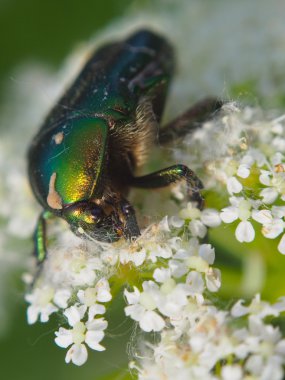 bir çiçek üzerinde Chafer böceği