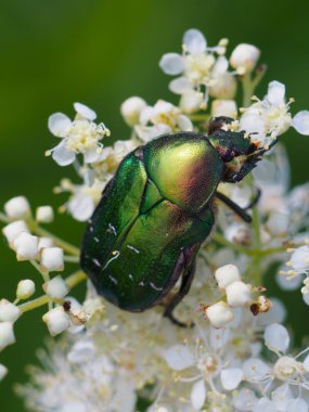 bir çiçek üzerinde Chafer böceği