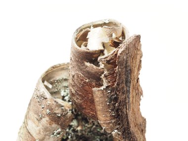 Huş kabuğu beyaz zemin üzerinde bir parça