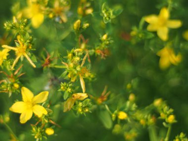 Hypericum perforatum