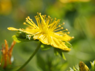Hypericum perforatum