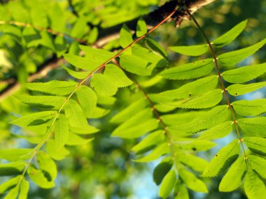 Dağ kül yaprakları
