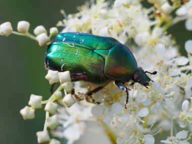 bir çiçek üzerinde Chafer böceği