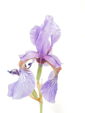 beyaz zemin üzerinde mavi iris