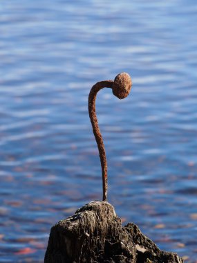 Gölde eski yığın kıvrımlı tırnak