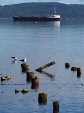gemi, kazık ve göl üzerinde gulls