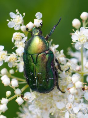 bir çiçek üzerinde Chafer böceği