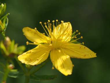 Hypericum perforatum