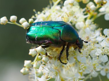 bir çiçek üzerinde Chafer böceği