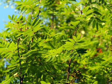 Dağ kül yaprakları