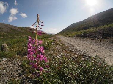 dağlarda çiçek fireweed