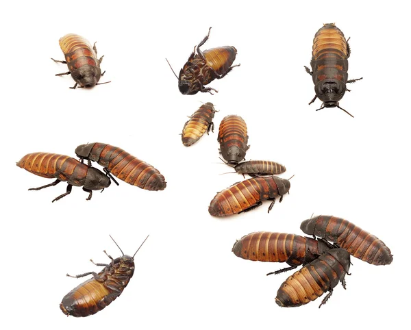 Madagaskar kakkerlakken geïsoleerd op een witte achtergrond — Stockfoto
