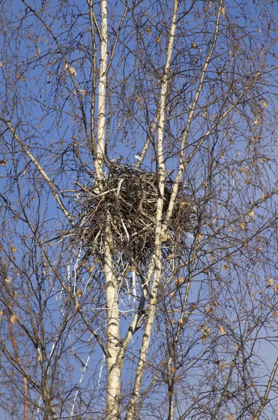 Krähennest im Baum — Stockfoto