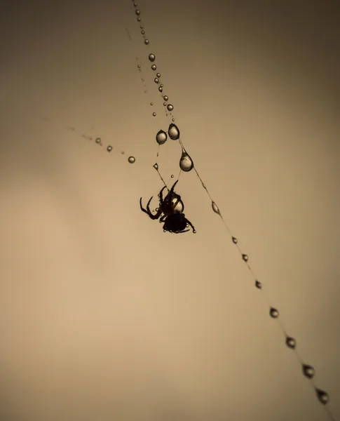 Teia de aranha nas gotículas — Fotografia de Stock