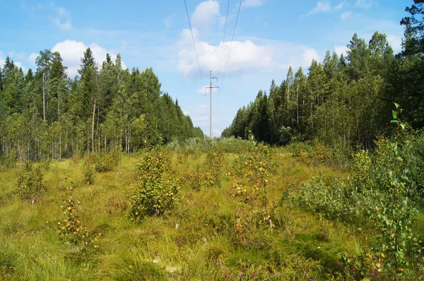 Linee elettriche nella foresta — Foto Stock
