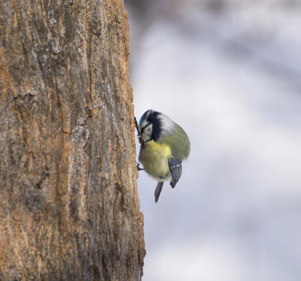 ツリー上の cyanistes caeruleus — ストック写真