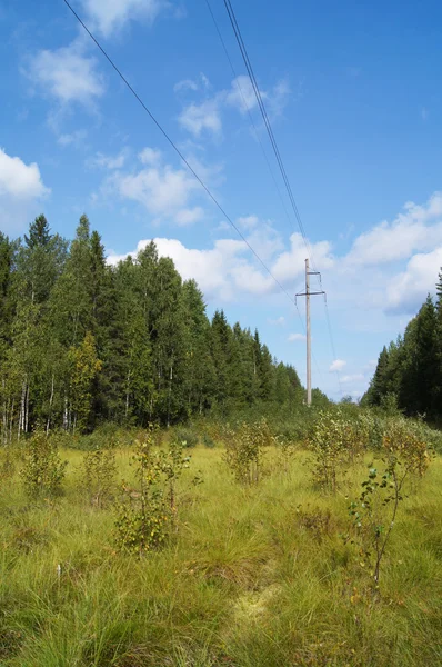 Linhas de energia na floresta — Fotografia de Stock