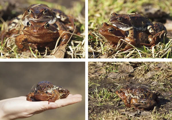 Kurbağalar. ayarla — Stok fotoğraf