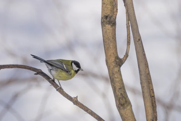 Большая сиська на ветке (parus major ) — стоковое фото