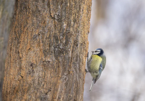 나무에 Cyanistes caeruleus — 스톡 사진