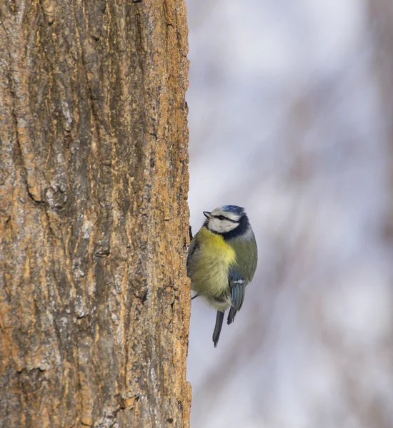 나무에 Cyanistes caeruleus — 스톡 사진