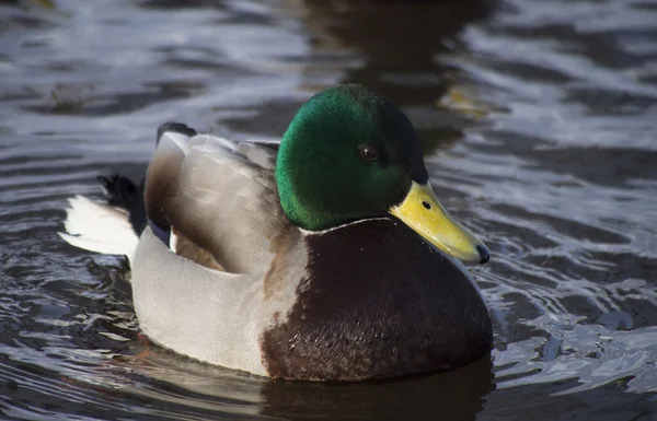 冬季湖上的鸭子 — 图库照片