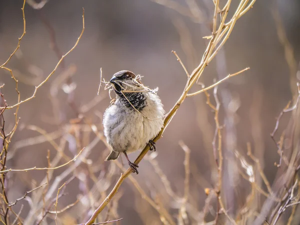 Sparrow on a branch — Stock Photo, Image