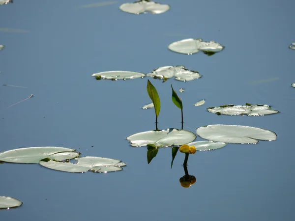 Potbelly leaves on the water — Stock Photo, Image