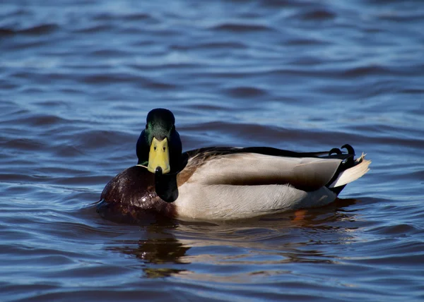 Canard colvert sur le lac — Photo