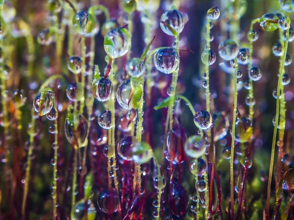 Druppels op moss — Stockfoto