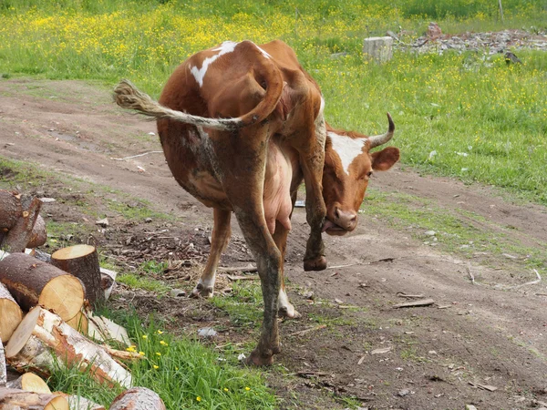 Koe in het dorp — Stockfoto