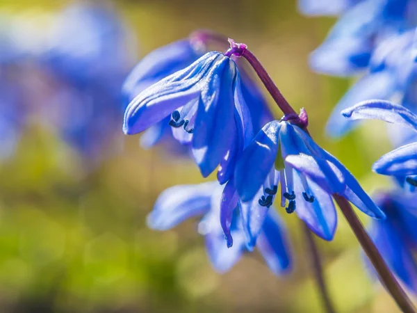 Blommor klockor — Stockfoto