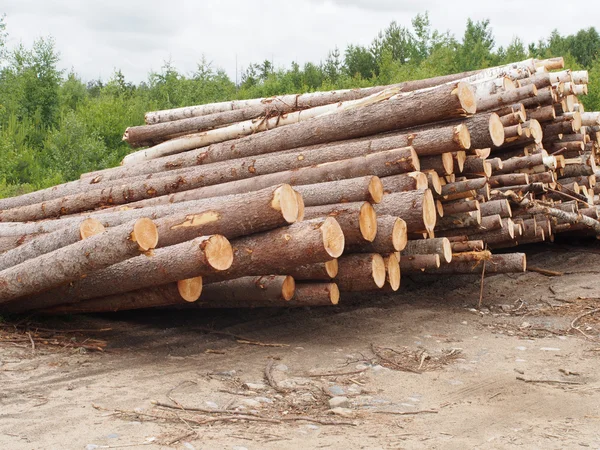 The logs on the road — Stock Photo, Image