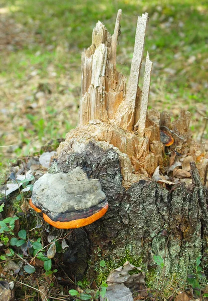 Funghi un timone — Foto Stock