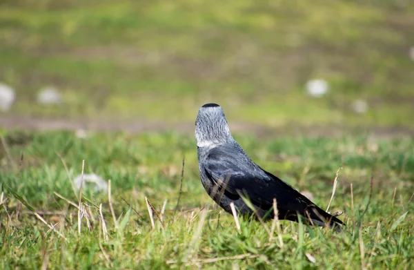 Ворона на траве — стоковое фото