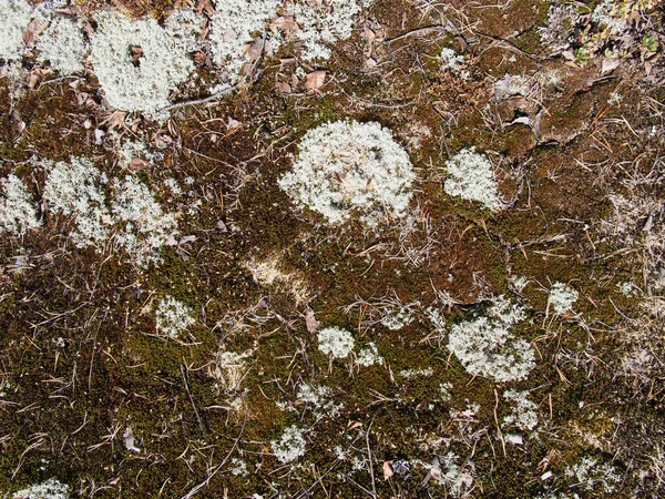 Lichen — Photo