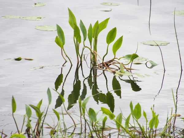 Plants in the water — Stock Photo, Image