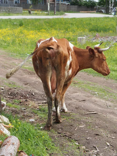 Vaca en el pueblo — Foto de Stock