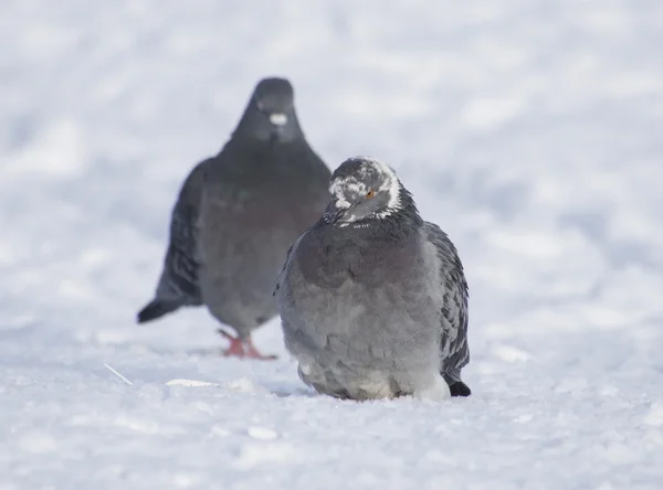 Pigeons in winter on the lake — Stock Photo, Image