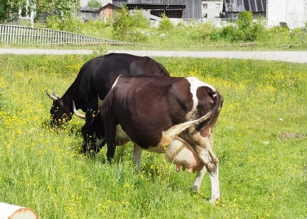 Koe in het dorp — Stockfoto