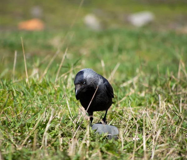 Krähe auf dem Gras — Stockfoto