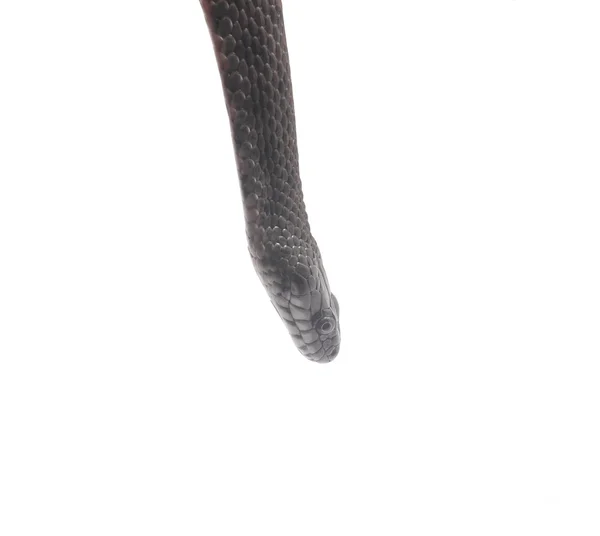 Cobra de água em um fundo branco — Fotografia de Stock