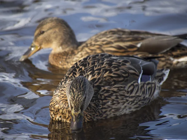 冬季湖上的鸭子 — 图库照片
